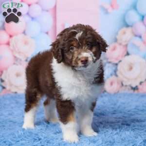 Casper, Mini Aussiedoodle Puppy